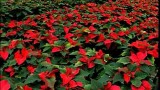 8: Caring for your Poinsettia