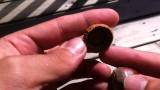 Acorns to Oak Trees- Part 1: Growing Trees from Seed: S01E01