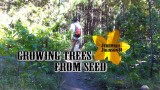 Acorns to Oak Trees- Part 2: Growing Trees from Seed: S01E03