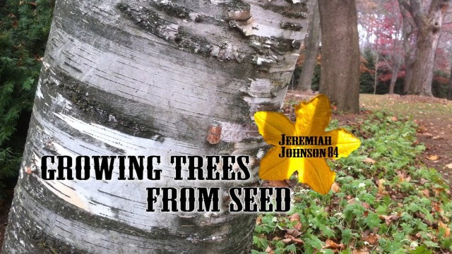 Birch Seeds to Birch Trees- Part 1: Growing Trees From Seed S01:E04
