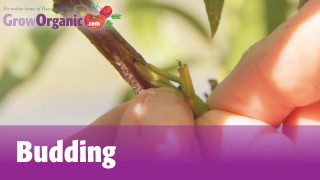 Budding