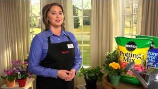 Care for Indoor Plants