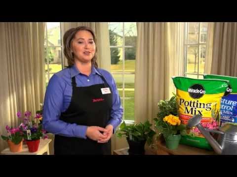 Care for Indoor Plants