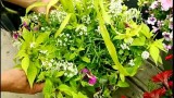 Container Garden Design