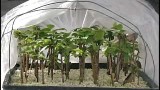Dr. Ken Mudge on cutting propagation