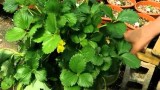 Edible Container Gardens