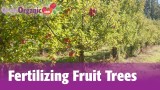 Fertilizing Fruit Trees