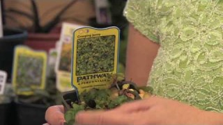 Flower Gardening Tips : How to Grow Creeping Jenny (Lysimachia Nummularia)
