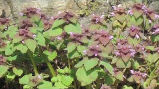 Flower Gardening Tips : How to Grow Dead Nettle (Lamium)