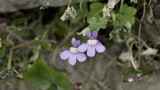 Flower Gardening Tips : How to Grow Kenilworth Ivy (Cymbalaria Muralis)