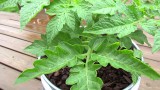 Foliar Spraying: Stopping Tomato Fungal Diseases with Baking Soda – The Rusted Garden 2013