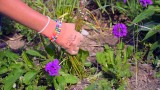 Garden Clean-Up – Diseases, Pests, Weeds and Deadheading