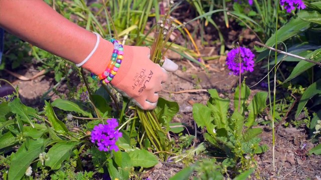 Garden Clean-Up – Diseases, Pests, Weeds and Deadheading