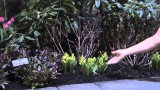 Garden Design & Care : Flower Bed Ideas