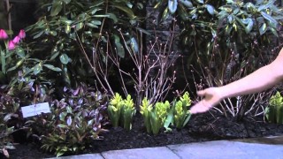 Garden Design & Care : Flower Bed Ideas