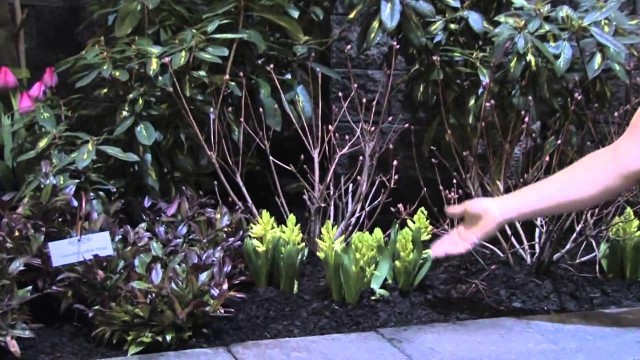 Garden Design & Care : Flower Bed Ideas