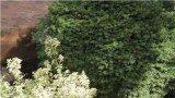 Garden Tips : Small Flower Garden Plans