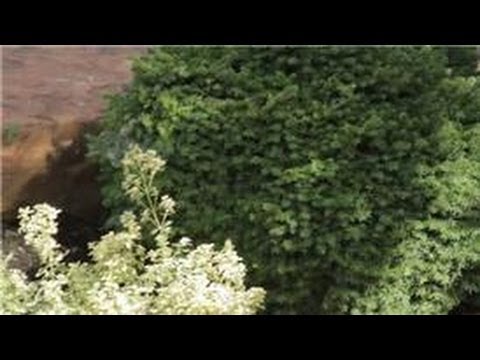 Garden Tips : Small Flower Garden Plans