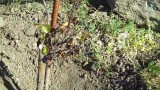 Grapevine Grafting