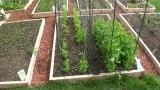 GreenFun: Beginner Vegetable Gardener in Ottawa Canada and his Garden Part I