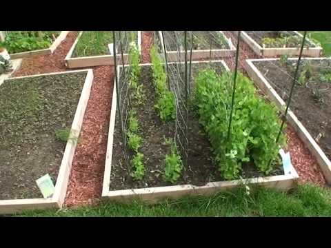 GreenFun: Beginner Vegetable Gardener in Ottawa Canada and his Garden Part I