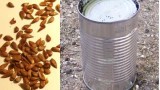 Growing Apple Rootstocks from Seed