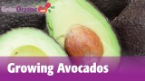 Growing Avocados