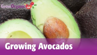 Growing Avocados