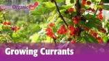 Growing Currants