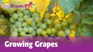 Growing Grapes