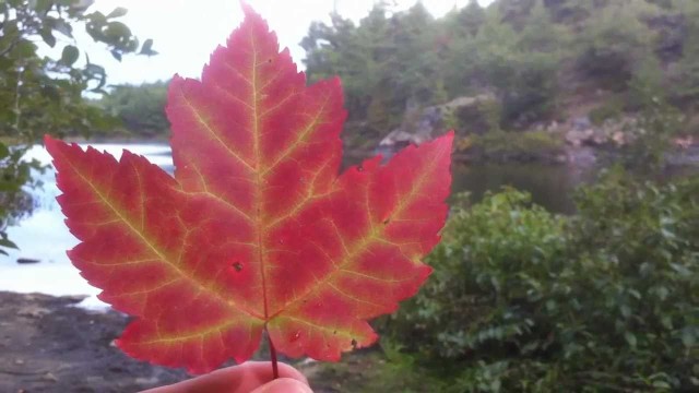 Growing Maple Trees: Growing Trees From Seed: S01E02