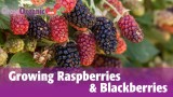 Growing Raspberries and Blackberries