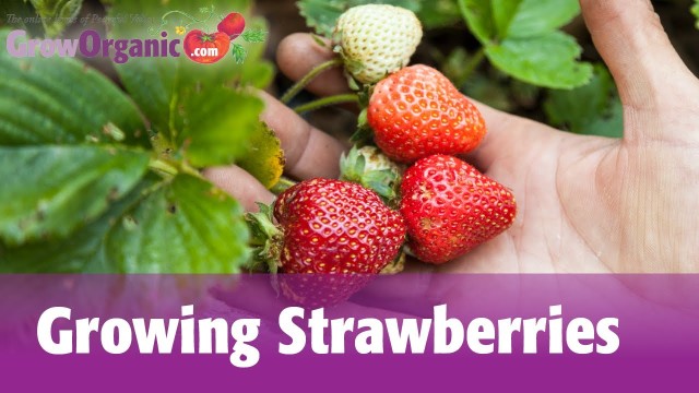 Growing Strawberries