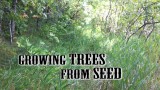 Growing Trees From Seed – Season One PREVIEW – Subscribe Now!