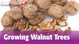 Growing Walnut Trees