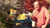 How to Grow Tomatoes : How to Grow Tomatoes Organically
