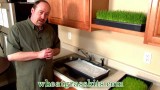 How To Grow Wheatgrass | Growing Wheat Grass
