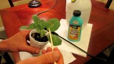 How to Kill Cabbage Worms in Your Garden Organically with Bacillus Thuringiensis (Bt): Easily!