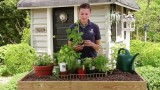 How To Plant an Herb Garden