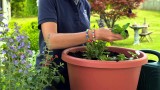 How To Plant for Butterfly & Bee Pollination