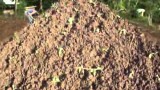 How to Plant Pechay (Bok Choy) Part 2.wmv