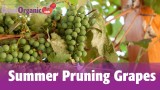 How to Prune Grapes — Summer