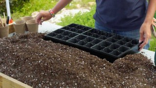 How To Start Seeds Indoors