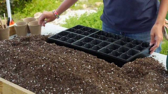 How To Start Seeds Indoors