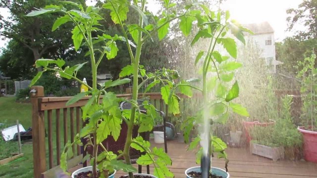 Identifying Aphids on Tomato Plants and Using Soapy Spray – The Rusted Garden 2013