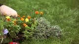 Keep Your Garden Free of Animals