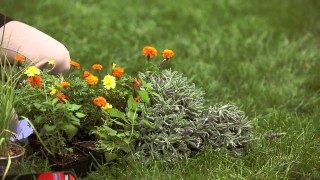 Keep Your Garden Free of Animals