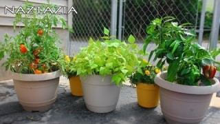 Learn How to Garden for Beginners – Container Gardening – Urban Rooftop Porch Patio Balcony