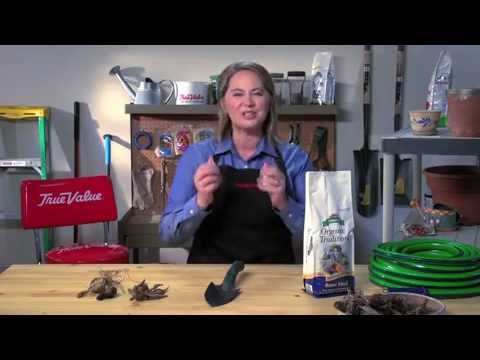 Plant Spring Bulbs
