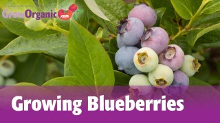 Planting Blueberries & Growing Blueberries